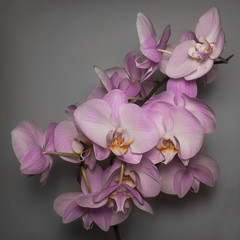 Beautiful Phalaenopsis orchid on grey background