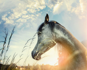 Close up of arabian horse portrait over sunset nature background
