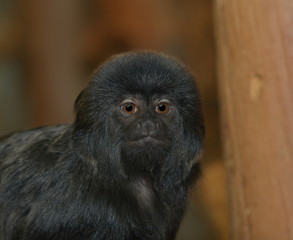 Springtamarin