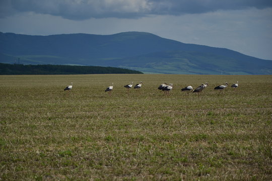 Many beautiful storks in the field