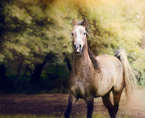 Obraz na płótnie Canvas young arabian horse running on autumn nature background