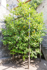 Lemon tree with fruit