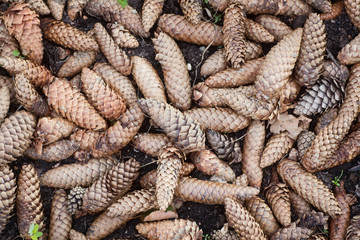 many cones, natural background and texture