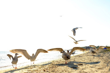 Fototapeta na wymiar Seagulls on the seashore