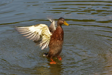 Stockente schwingt die Flügel