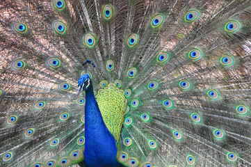 Obraz premium Portrait of beautiful peacock with feathers out.
