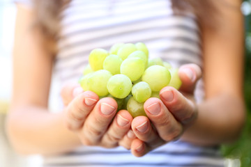 Sweet bunch of juicy white grape in female's hand outdoors