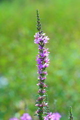 Obraz premium Lythrum salicaria. Top part of a plant