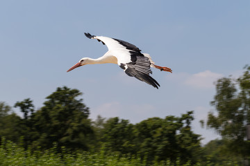 Stork Flying in the Sky