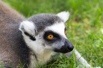 The ring tailed lemur portrait