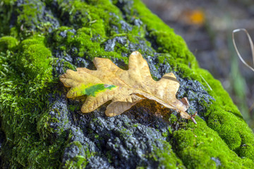 Eichenblatt auf Moospolster