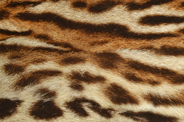 pelle di ocelot