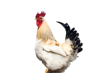 White rooster isolated on blue sky