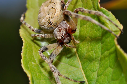 Vierfleckkreuzspinne
