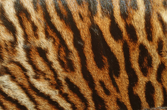 pelle di tigre siberiana