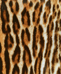 pelle di leopardo