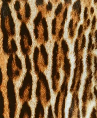 Foto op Plexiglas pelle di leopardo © nico99