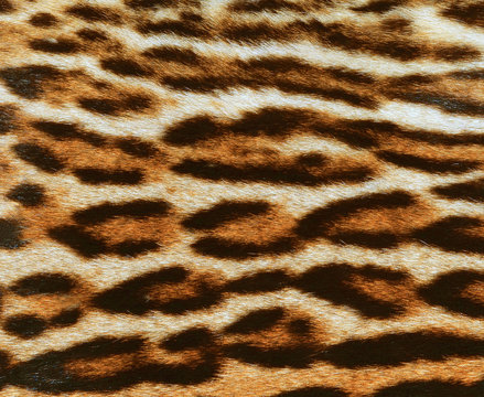 leopard fur