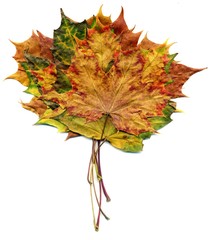 Boquet Fall Maple Leaves