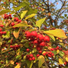 소담스러운 꽃사과