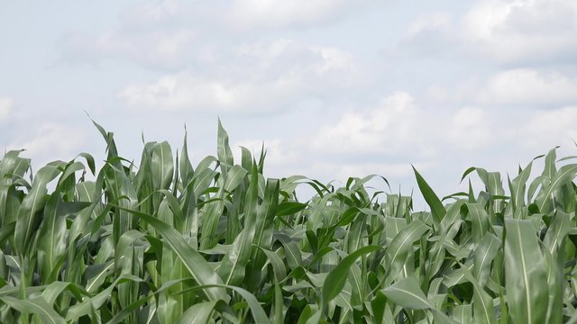 Field with maize plants 