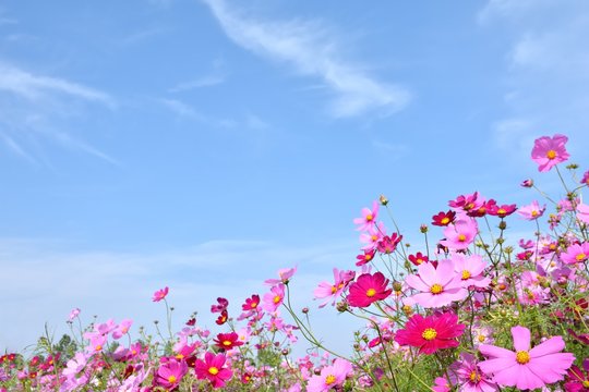 860 438 最適な コスモス 画像 ストック写真 ベクター Adobe Stock 860 438 最適な コスモス 画像 ストック写真 ベクター Adobe Stock