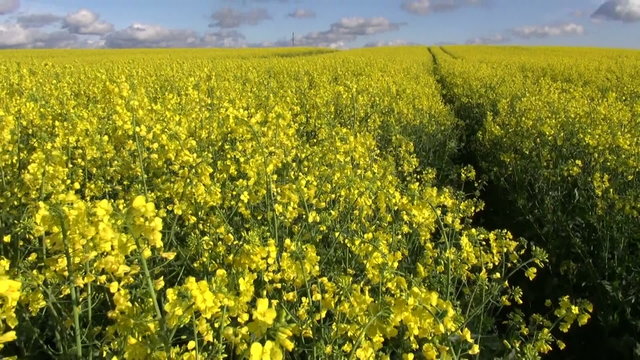 Flowering rapeseed field on sunny day