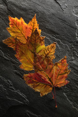 Fall, autumn leaves on black basalt, slate background.