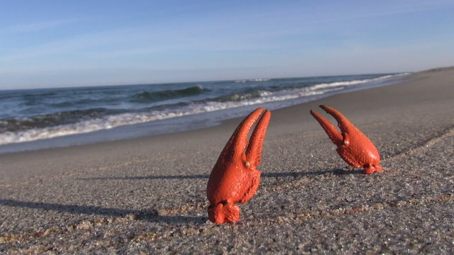 European crayfish pincers on the beach in the sand 