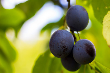 Plums fruit in the tree. blurred background