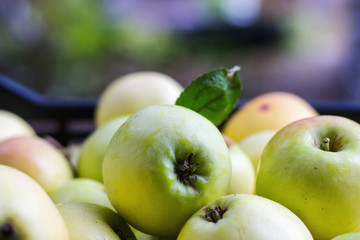 Green and yellow apples close-up, blurred background.