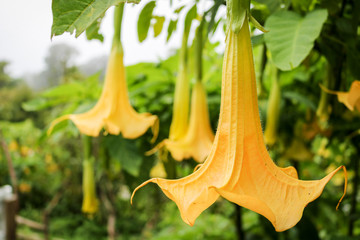 datura or thorn apple