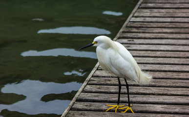 Egretta thula