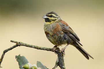 Cirl Bunting( Emberiza cirlus ) , perched on a branch