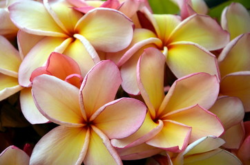 Obraz na płótnie Canvas Frangipani Tropical Spa Flower. Plumeria