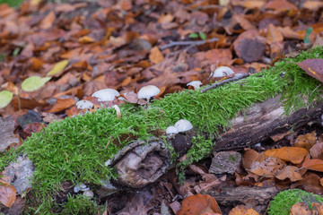 Pilze auf dem Ast voller Moos