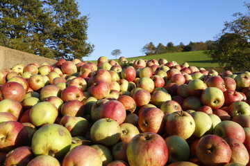 apples