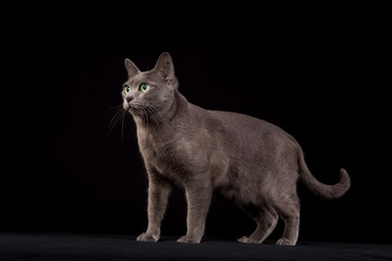 Purebred Korat cat