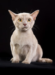 Obraz premium Purebred cat isolated on black background