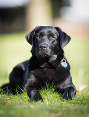 Dog outdoors in nature