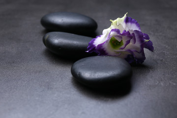 Obraz na płótnie Canvas Pebbles with beautiful flower on dark grey background