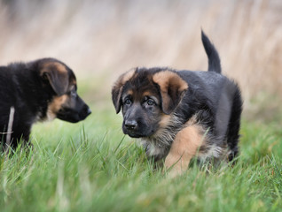 Two Cute German Shepherd Puppies