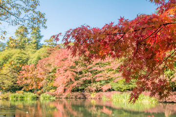 雲場池の紅葉