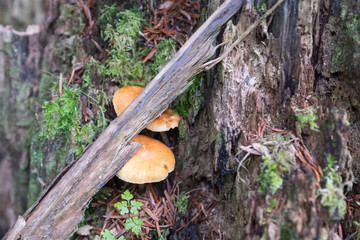Holz über dem Waldpilz