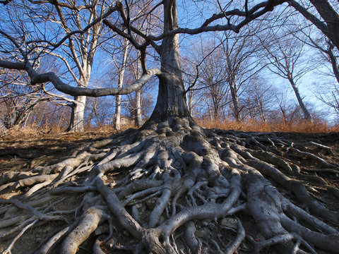 Beech with spreading treetop and intricate massive roots