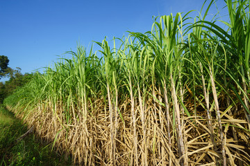 Sugar cane with blue sky