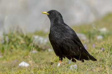 Alpine Chough, ( Pyrrhocorax graculus), in Picos de Europa