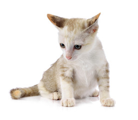 Young cat on white background