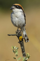 Shrike( Lanius senator) , perched on a branch