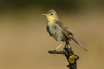 Melodious warbler (Hippolais polyglotta), perched on a branch